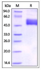 Human BTLA, Fc Tag on SDS-PAGE under reducing (R) condition. The gel was stained overnight with Coomassie Blue. The purity of the protein is greater than 92%.